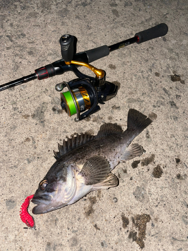 クロソイの釣果