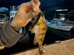 メバルの釣果