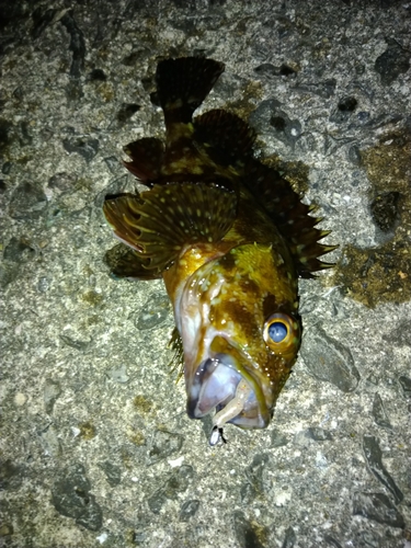 カサゴの釣果