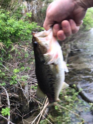 ブラックバスの釣果