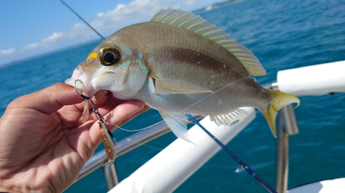 ジューマー(ヒトスジタマガシラ)の釣果