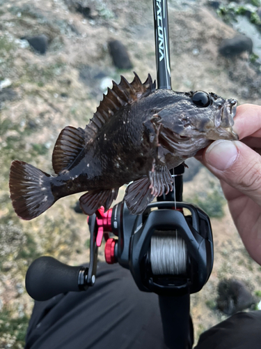 ムラソイの釣果