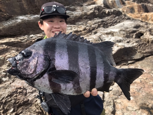 イシダイの釣果