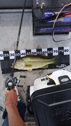 ブラックバスの釣果