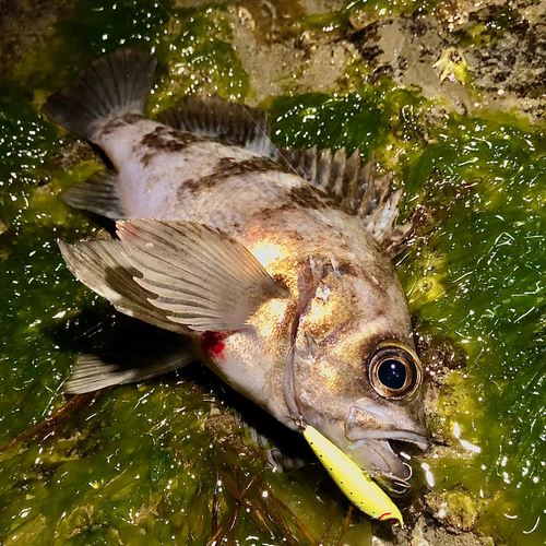 メバルの釣果