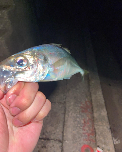 マアジの釣果