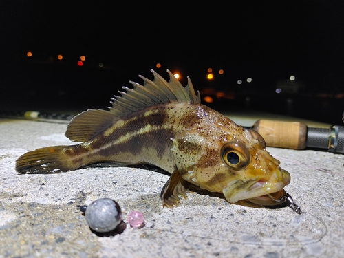 シマソイの釣果