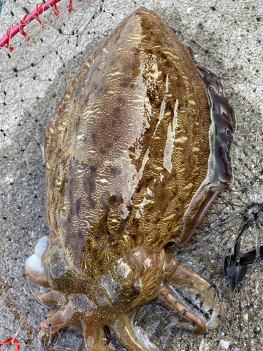 モンゴウイカの釣果