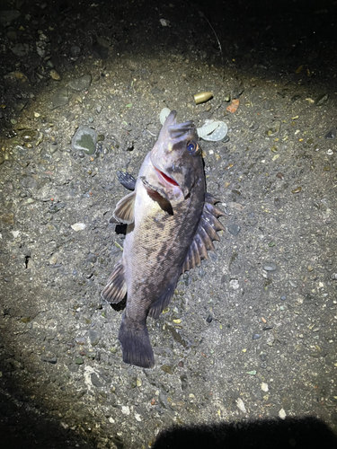 クロソイの釣果