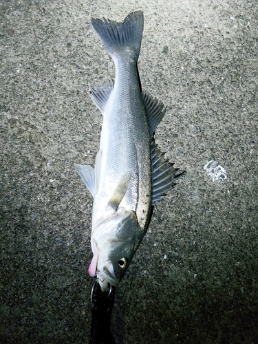 スズキの釣果