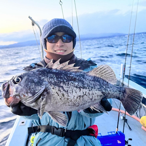 クロソイの釣果