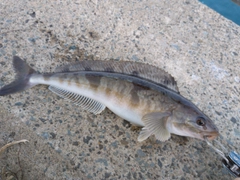 ホッケの釣果