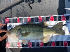 ブラックバスの釣果