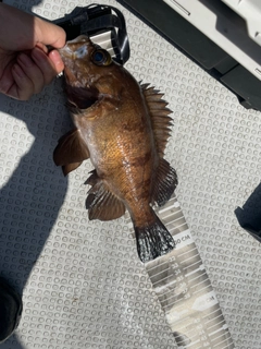 クロメバルの釣果