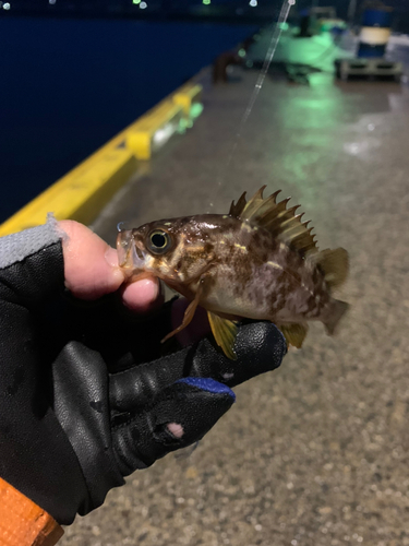 シロメバルの釣果