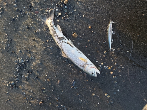 アメマスの釣果