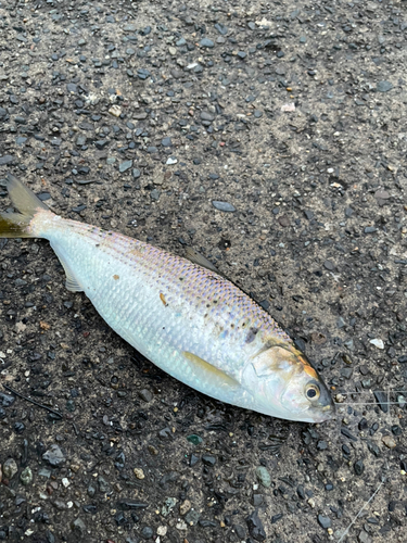 コノシロの釣果