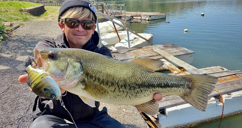 ブラックバスの釣果