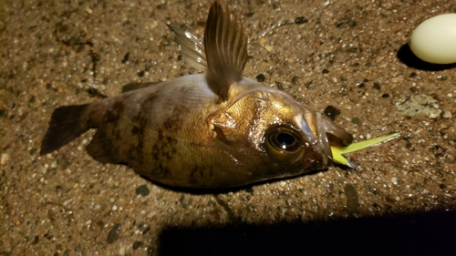 メバルの釣果