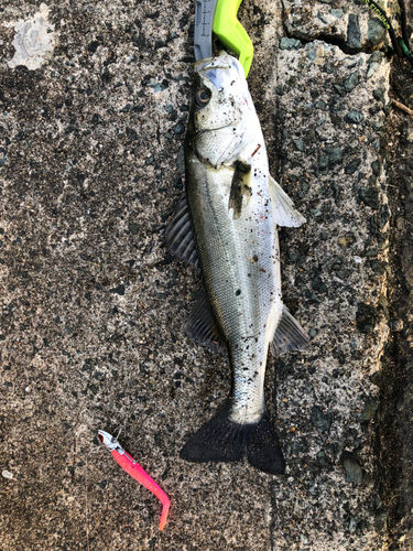 セイゴ（タイリクスズキ）の釣果