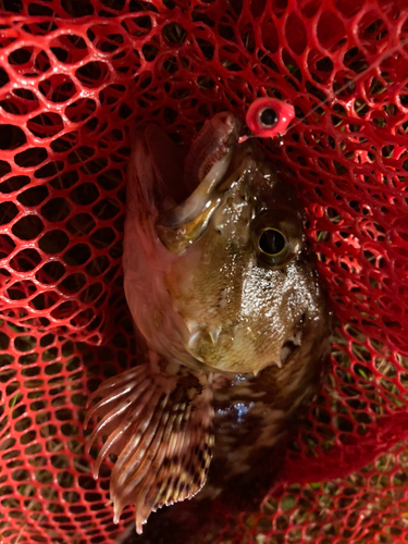 カサゴの釣果