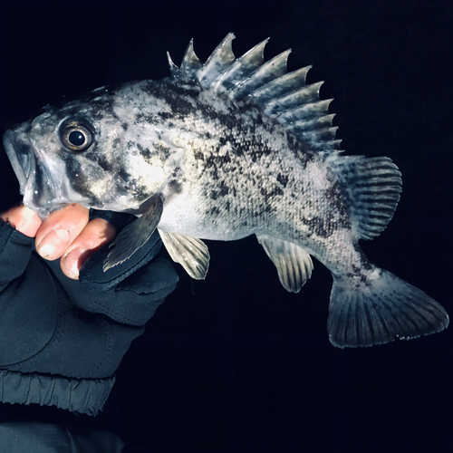 クロソイの釣果