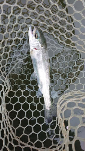 ニジマスの釣果