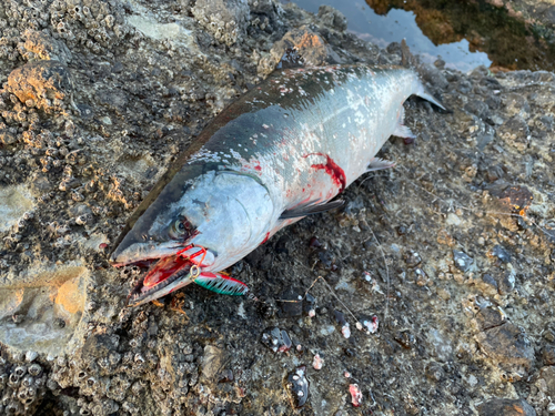 サクラマスの釣果