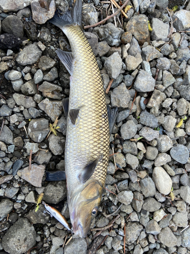 ニゴイの釣果