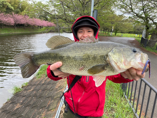 ラージマウスバスの釣果