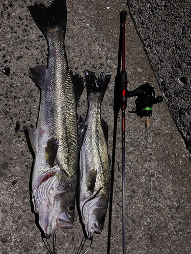 スズキの釣果