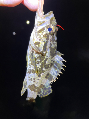 タケノコメバルの釣果