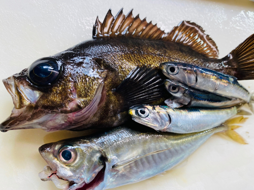 マアジの釣果