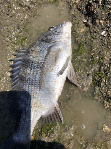 チヌの釣果