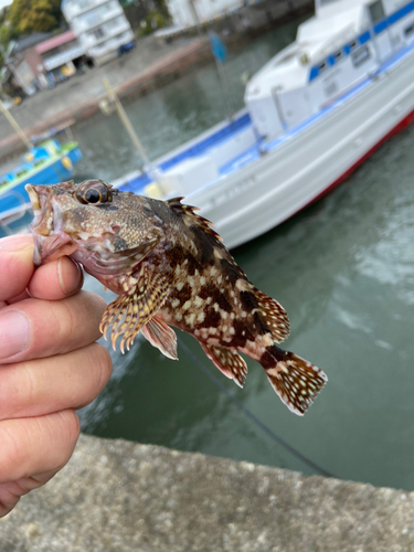 カサゴの釣果