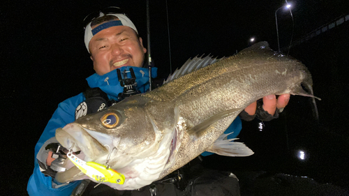 シーバスの釣果