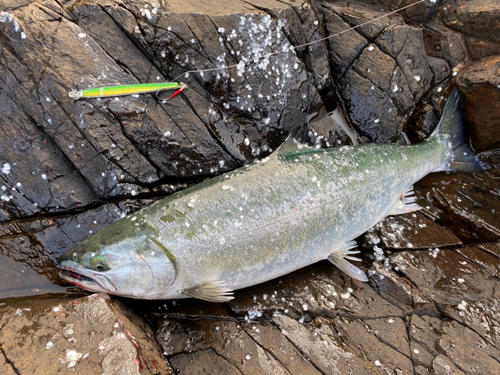 サクラマスの釣果