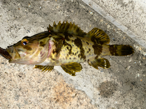 タケノコメバルの釣果