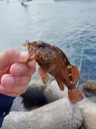 ガシラの釣果