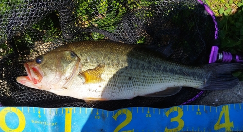 ブラックバスの釣果