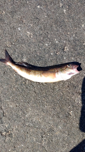 ホッケの釣果