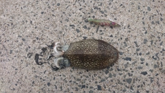 シリヤケイカの釣果