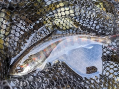 アマゴの釣果