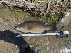 スモールマウスバスの釣果