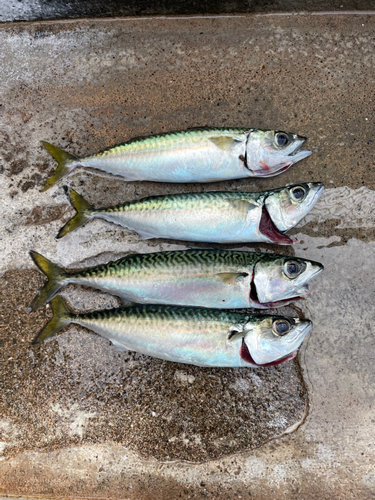 サバの釣果