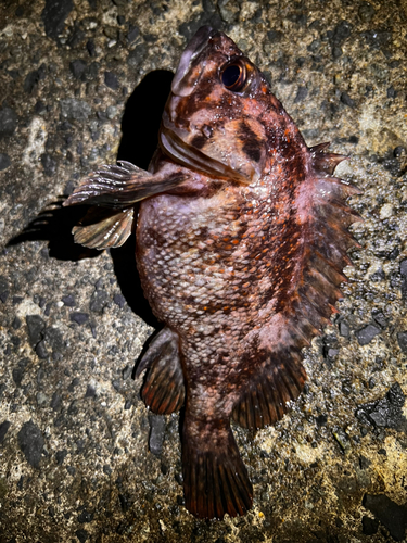 ムラソイの釣果