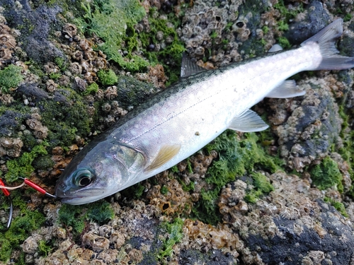 アメマスの釣果