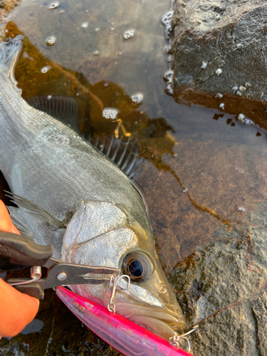 ヒラスズキの釣果