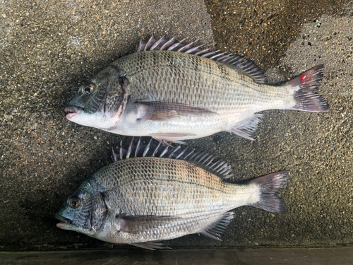 クロダイの釣果