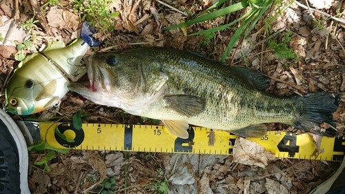 ブラックバスの釣果